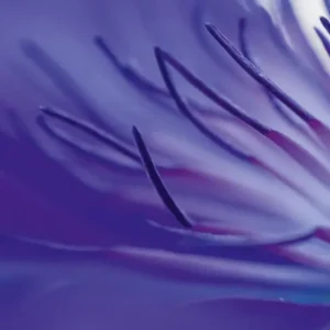 Blue Arms