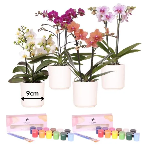 Kreative Einsteigerbox 4 Orchideen