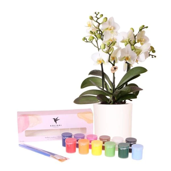 Kreative Einsteigerbox 4 Orchideen