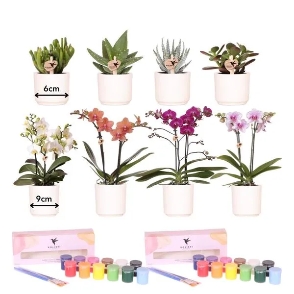 Visionäre Kreativbox 8: Orchideen und Sukkulenten