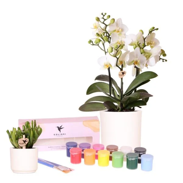Visionäre Kreativbox 8: Orchideen und Sukkulenten