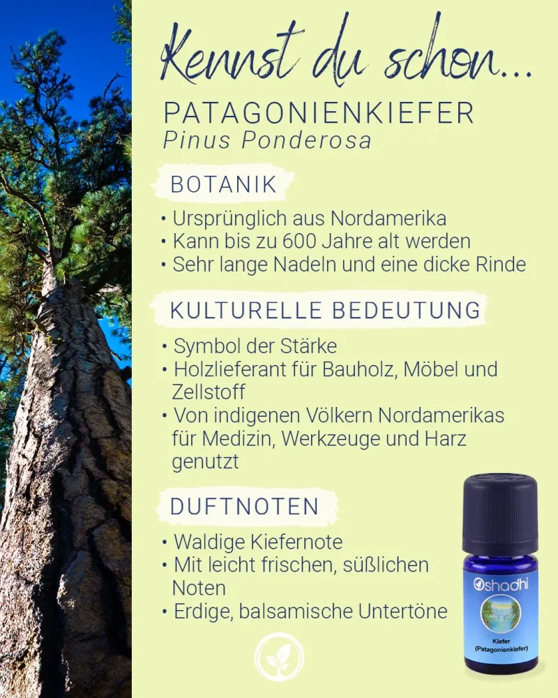 Kiefernöl (Patagonienkiefer)