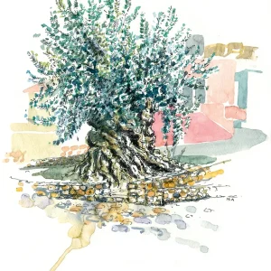 Originalzeichnung "Olivenbaum Ano Vouves Kreta"