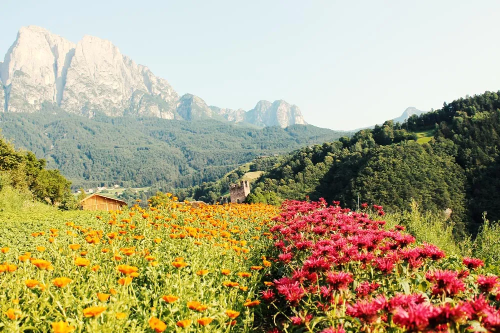 Südtiroler Alpenkräuter Tee Bio