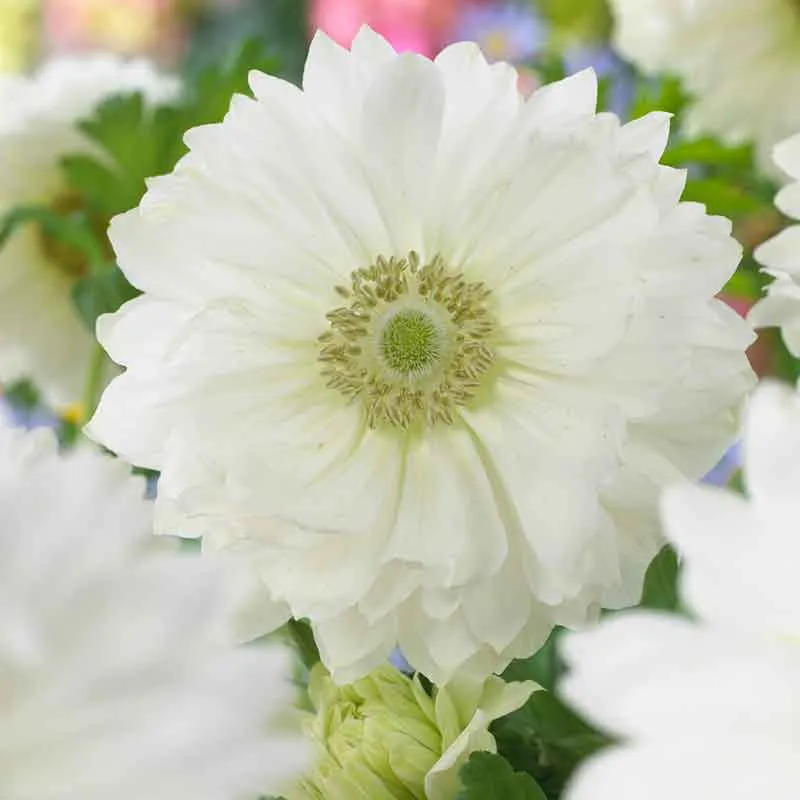 Anemone Fullstar Pure White