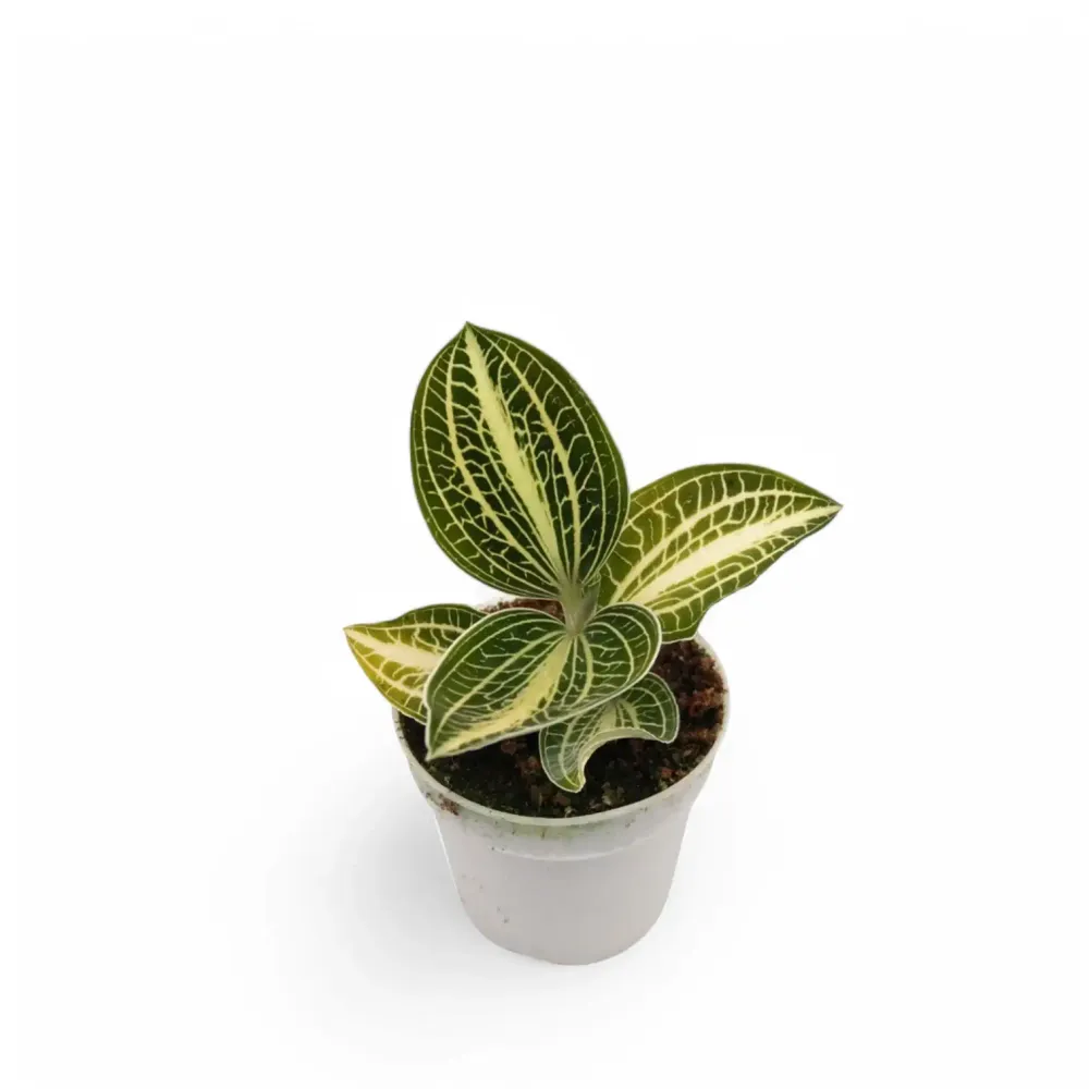 Anoectochilus albolineatus 'White Center'