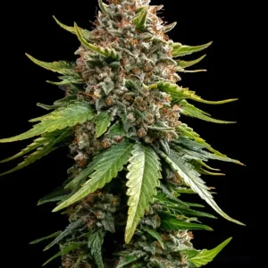 Barneys Farm White Widow XXL Auto Fem 3St.