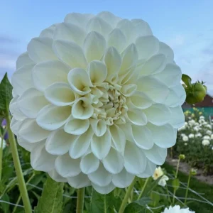 Dahlie Boom Boom White