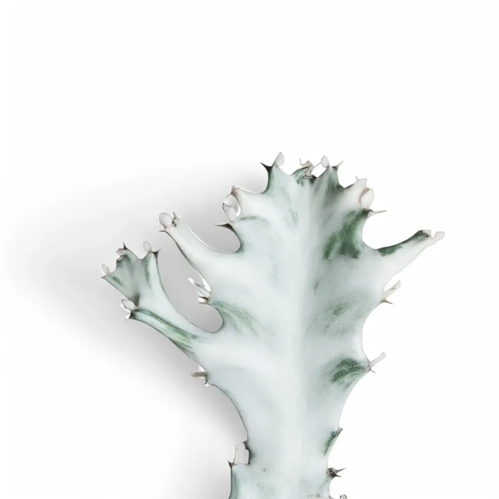 Euphorbia lactea 'White Ghost', aka 'Grey Ghost'