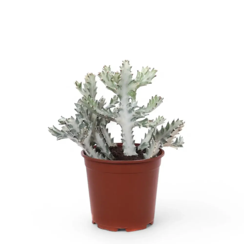 Euphorbia lactea 'White Ghost', aka 'Grey Ghost'