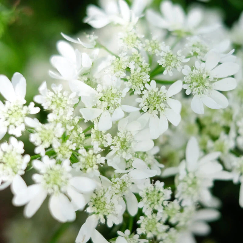 Jora Dahl | Orlaya grandiflora ‘White Lace’ (Strahldolde)