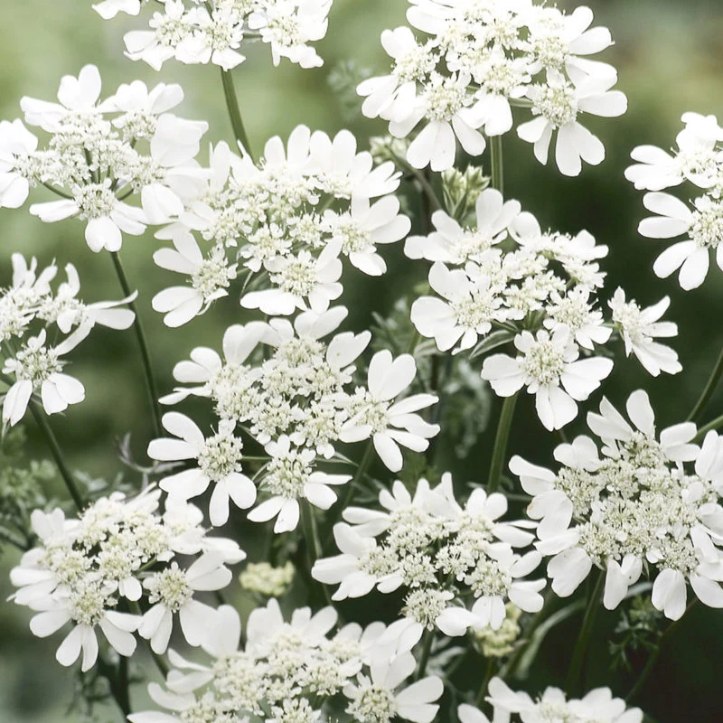 Jora Dahl | Orlaya grandiflora ‘White Lace’ (Strahldolde)