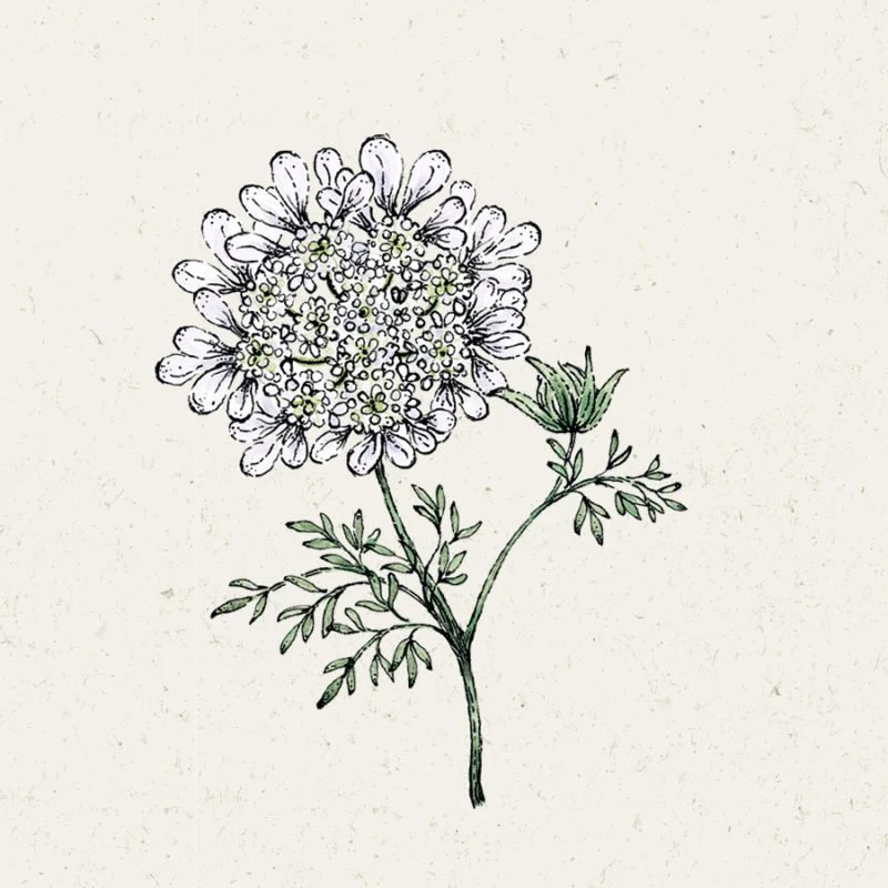 Jora Dahl | Orlaya grandiflora ‘White Lace’ (Strahldolde)