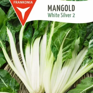 Mangold, White Silver 2