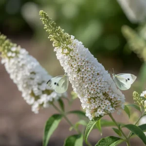 Sommerflieder 'White Profusion' / Buddleja davidii 'White Profusion'